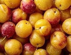 Mirabelles dorées, délices de saison